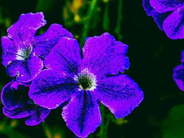 Menekşe DURANTA desenli soyut çiçek arızası, dijital olarak geliştirilmiş