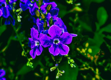 Koyu arkaplana karşı mor DURANTA ERECTA çiçeklerinin yakın plan çizimi,