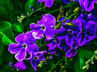 duranta erekta mor çiçek illüstrasyonu tropikal yapraklarla, Kıbrıs