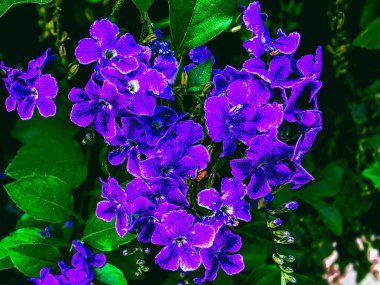 DURANTA ERECTA ile mor çiçekli arkaplan 