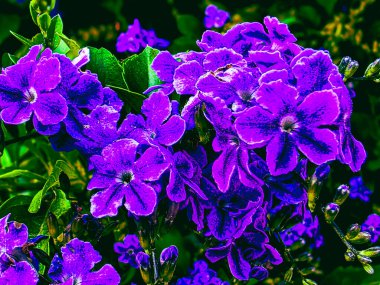 DURANTA ERECTA 'nın canlı mor çiçekli soyut çiçek dokusu