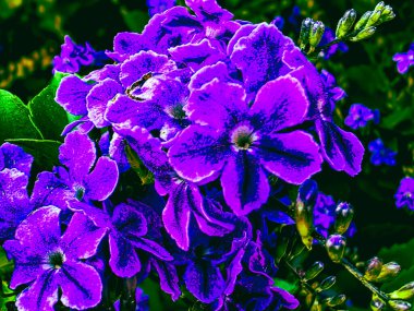 Yoğun mor çiçekli canlı DURANTA ERECTA çiçek dokusu