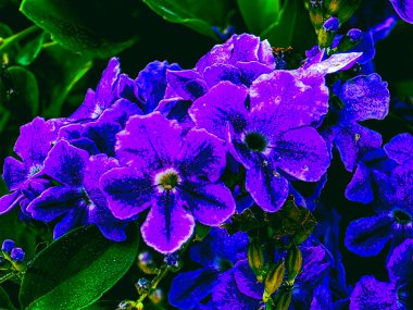 Dekoratif doku çizimi olarak Mor DURANTA ERECTA çiçekleri