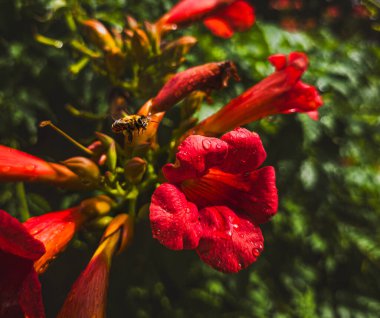 Kamp yakınında uçan arılar yağmur damlalarıyla çiçek açarlar.