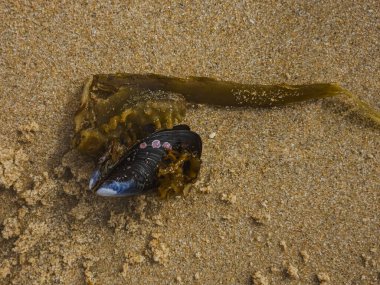 Portekiz 'de kumlu plajda midyeli yosun Saccorhiza polischid' i, 