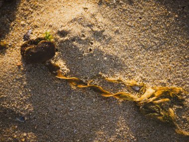 Deniz yosunu Saccorhiza polischide kumdaki deniz parçaları,