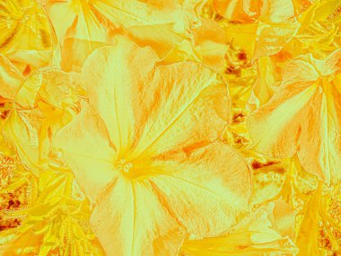 PETUNIA HYBRIDA motifli yumuşak sarı çiçek deseni çizimi