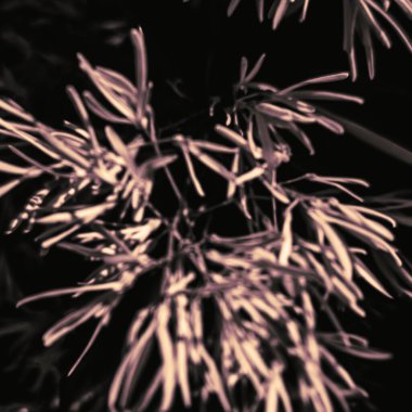 Soyut sepia dokusu, çiçekten esinlenilmiş klasik organik arka plan.,