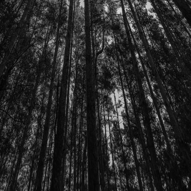Siyah ve beyaz orman ağaçları soyut kavramsal arka plana bakıyorlar.