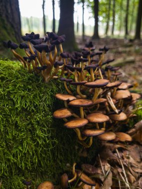 Polonya ormanlarında yosunlarda yetişen bal mantarı kümesi.,