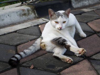 Beyaz bir kedi yerde yatıyor.