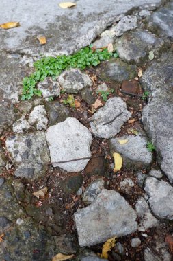 broken stone pavement with moss and stones