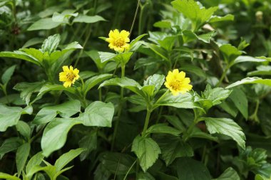 Bahçedeki sarı buğday çiçekleri, doğa arka planı.