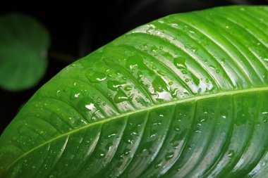 Su damlacıkları ile yeşil yaprak