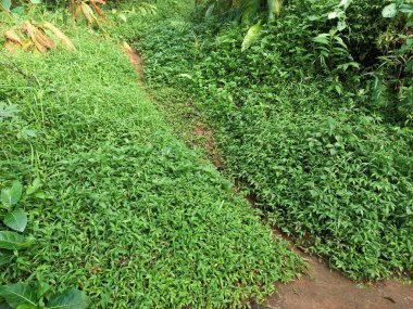 Doğadaki çimenlerin arasındaki küçük bir yolun doğal arka planı.