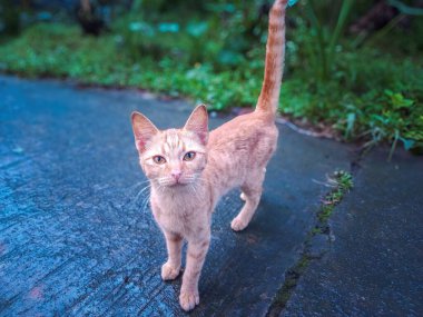 Çekici bir kızıl kedi, yağmur yağdıktan sonra zarif bir şekilde parlak bir yolda dikilip dikkatle bakar. Yeşil ipuçları içeren canlı doğal ortam bu görüntünün barışçıl ve otantik hissine katkı sağlar.. 