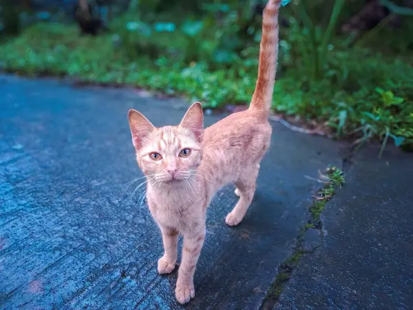 Çekici bir kızıl kedi, yağmur yağdıktan sonra zarif bir şekilde parlak bir yolda dikilip dikkatle bakar. Yeşil ipuçları içeren canlı doğal ortam bu görüntünün barışçıl ve otantik hissine katkı sağlar.. 