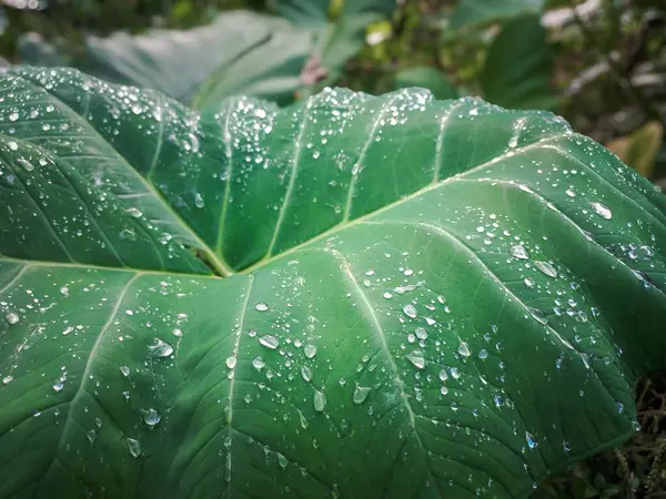 Yağmurdan sonra parlayan su damlacıklarıyla kaplı büyük, canlı bir yeşil Taro (Colocasia esculenta) yaprağına yakın çekim.