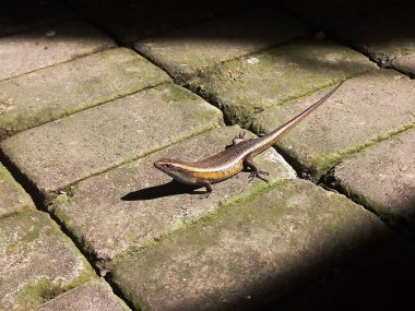 Taş bir yüzeydeki kertenkelenin yakın çekim görüntüsü.