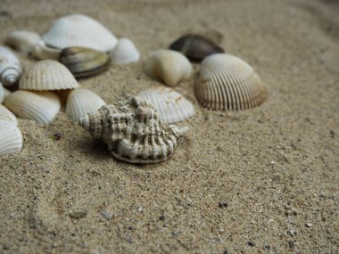Kumsalda deniz kabukları