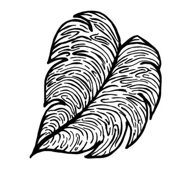 Monstera yaprağı çizim vektör çizimi