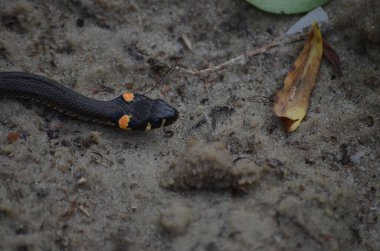 Kumsalda turuncu kulaklı bir yılan