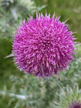 Güzel botanik fotoğrafı, doğal duvar kağıdı.