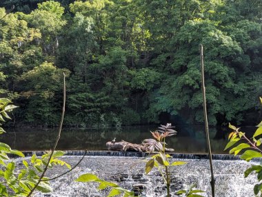 Sahildeki yemyeşil ağaçların çerçevelediği küçük bir barajın üzerinden akan bir nehrin sakin manzarası, doğal ışık altında..