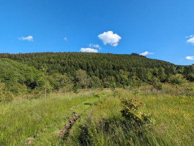 Yeşil bir çayırın güneşli manzarası yolu, yemyeşil ağaçları ve açık mavi bir gökyüzünün altındaki orman yamacının arka planı..
