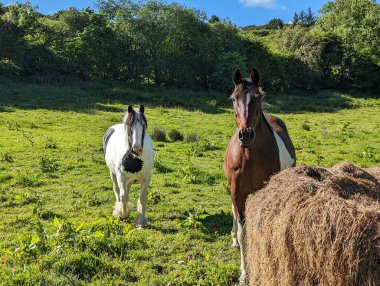 Güneşli bir günde, iki at yemyeşil bir çayırda otlar, büyük bir saman balyasının yanında, doğal bir ortamda..