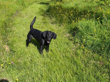 Mutlu bir siyah köpek canlı yeşil çimenlerin ve kır çiçeklerinin arasında duruyor, bir yaz günü parlak güneş ışığında yıkanmış..