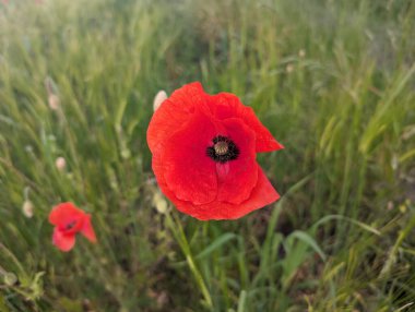 Canlı kırmızı bir gelincik çiçeği bir tarlanın yumuşak yeşilliğine karşı duruyor. Detaylı çiçek ve bulanık arkaplan güzel bir karşıtlık yaratır.