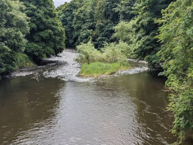 Serin bir nehir yemyeşil bir ormanın içinden akar. Suyun ortasında bir ada var. Görüntü, çevrenin doğal güzelliklerini yakalar..