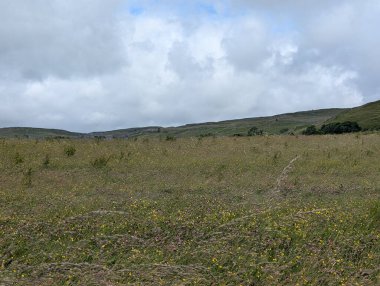 Çimenli bir arazinin sakin manzarası bulutlu bir gökyüzünün altında yuvarlanan tepelere doğru uzanıyor. Kır çiçekleri renk katar.
