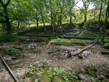 Kurumuş bir nehir yatağı ve çevresindeki yeşilliklerle dolu, sakin bir atmosfer ve doğal bir güzellik hissi yaratan yemyeşil bir orman manzarası..