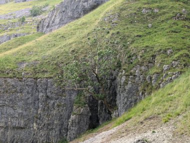 Yalnız bir ağaç, engebeli bir uçurumun kenarında yetişir. Doğanın esnekliğinin ve güzelliğinin bir göstergesidir. Yemyeşil çimenler tepeyi kaplıyor..