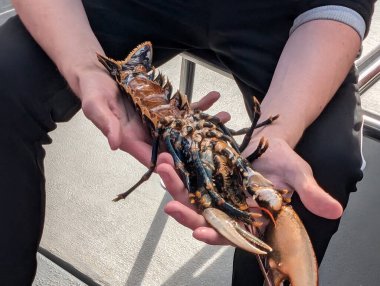Bir insan taze, pişmiş bir ıstakoz tutar, canlı renklerini ve detaylı özelliklerini gösterir, yemeye hazırdır. Istakoz büyük..