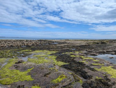 Deniz yosunlarıyla kaplı kayalık bir sahilin manzarası ve bulutlu bir gökyüzünün altındaki su birikintileri ve uzakta mavi bir okyanus..