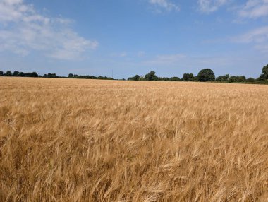 Uçsuz bucaksız bir buğday tarlası parlak mavi gökyüzünün altında ufka doğru uzanır, uzaktaki ağaçlar görülebilir..