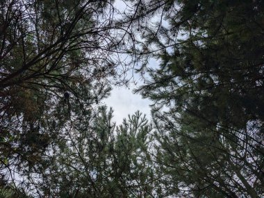 Yükselen ağaçlara bakınca bulutlu bir gökyüzü görünüyor. Huzurlu ve sakin bir ortam yaratıyor. Kalın yapraklar ilginç bir desen oluşturuyor..