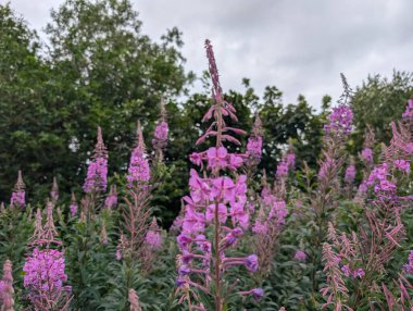 Canlı pembe çiçeklerden oluşan bir tarla bulutlu bir gökyüzünün altında yemyeşil ağaçların zeminine karşı dimdik ayakta duruyor. Bu çiçekler renk katıyor..