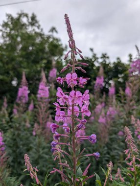 Pembe yakut çiçeklerinden oluşan canlı bir küme yemyeşil bir zemin üzerinde dimdik duruyor. Mükemmel bir yaz manzarası..