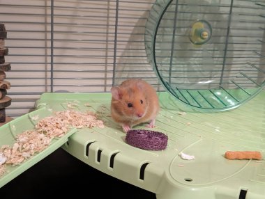 Şirin bir hamster ilginç bir şekilde içinde tekerlek, yatak ve mor bir çiğneme oyuncağı bulunan doğal ortamını keşfeder..