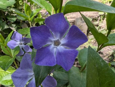 Canlı mor menekşe çiçeklerinin yakın plan resmi, tamamen çiçek açmış, doğal bir bahçe ortamında yemyeşil yapraklarla çevrili..