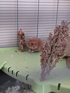 Büyüleyici bir altın hamster kafesinin içinde, dekoratif yemek çubuğu ve darı spreyinin yanında oturuyor. Bu tapılası yaratığın hoş bir görüntüsü..