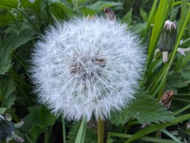 Yakın plan çekimde tüylü bir karahindiba tohumu başı ortaya çıkıyor, canlı yeşil yapraklarla çevrili, yumuşak doğal ışıkla yakalanmış..