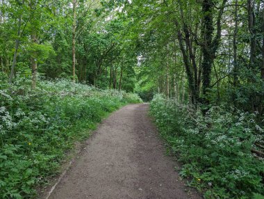 Bereketli, yeşil bir ormanın içinden esen manzaralı bir yol canlı kır çiçekleri ve yoğun yeşilliklerle çevrili, keşif ve sükuneti davet eden..