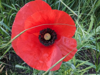 Yeşil yaprakların ortasında, narin taç yaprakları ve koyu merkeziyle canlı kırmızı gelincik çiçeğinin yakın plan görüntüsü..