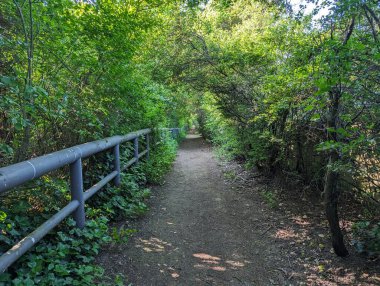 Sarkık ağaçlar ve çalılıkların oluşturduğu yemyeşil bir tünelden geçen sakin bir yol. Sahne huzurlu bir kaçış sunuyor..