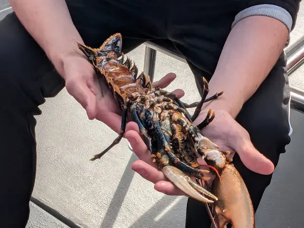 Bir insan taze, pişmiş bir ıstakoz tutar, canlı renklerini ve detaylı özelliklerini gösterir, yemeye hazırdır. Istakoz büyük..
